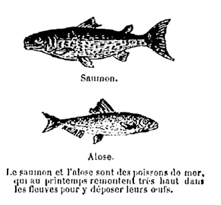 Saumon