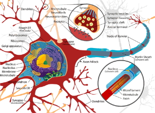 Neuron